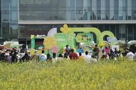 油菜花开金灿灿，“安贞新坊”活力街区今年将焕新亮相图片
