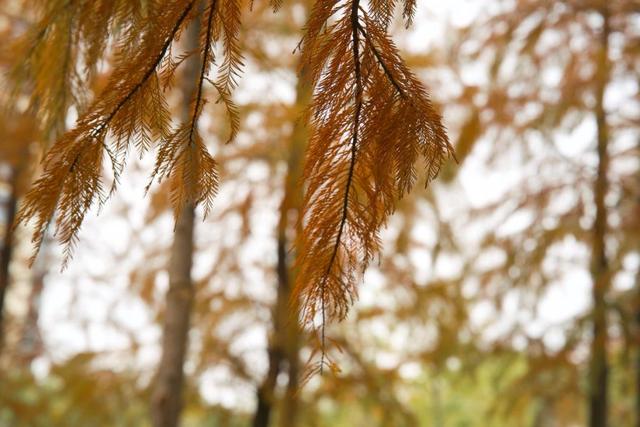 红叶+落日！普陀这几处宝藏打卡地美翻啦！