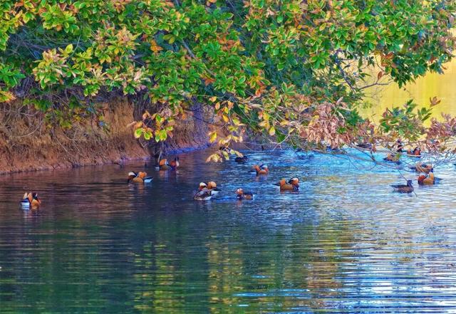 场面壮观！荆州进入繁忙“迎来送往”季！