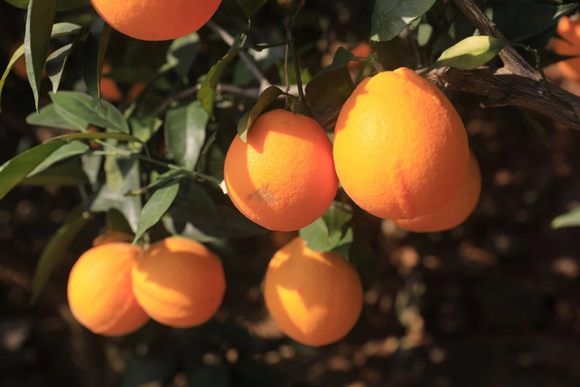 乐西高速马昭段贯通！凉山东线风光美出圈