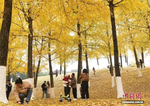 重庆：冬日银杏美如画 金黄满枝引游人