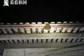 蜜蜂“落户”居民区 奉贤消防出动平息“蜂”波图片