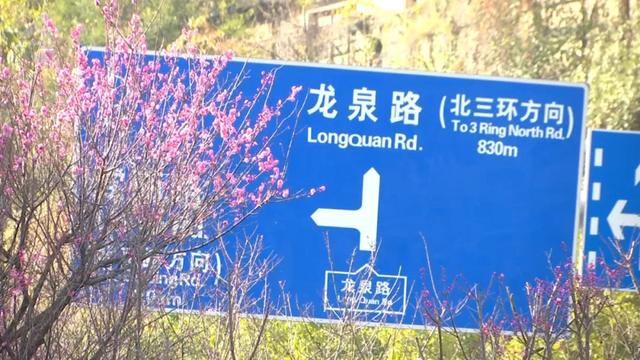 冬樱花、梅花、郁金香、虞美人......昆明最全赏花攻略请查收