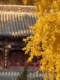 满枝金黄！门头沟千年古银杏进入最佳观赏期