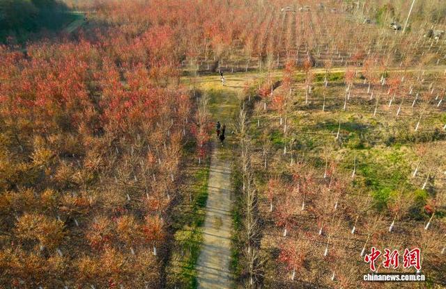 武汉江夏红枫林吸引游客观赏