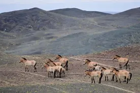 野生动物保护 | 我国普氏野马数量突破900匹 野化放归地扩展至四省区图片