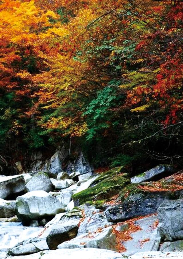 高铁直达的红叶观赏地，迎来“年度高光”！