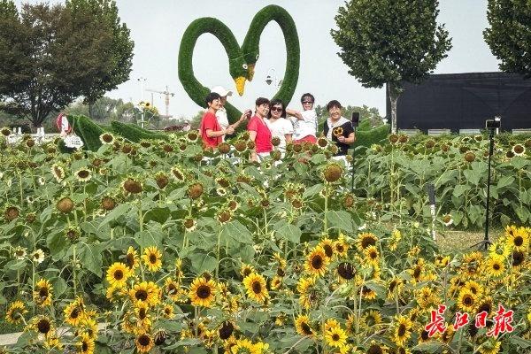 东西湖区一公园，60万株鲜花盛放