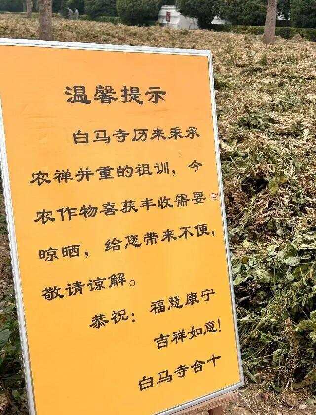 洛阳白马寺僧人顶着38度高温种地