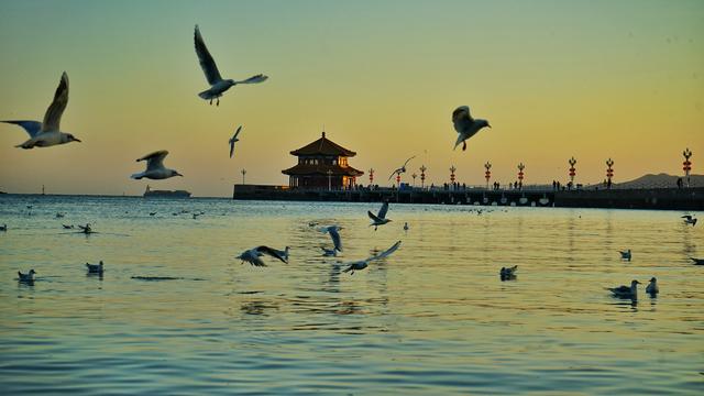 冬日青岛“追鸥逐浪”的N种可能