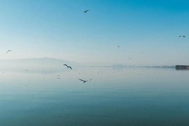 都是小众打卡点！在这些地方看海鸥，景美鸥多还诗意满满~