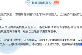 采茶姑娘隐退！采茶机器人登台图片