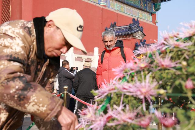 恢弘祈年殿与清雅菊花同框！天坛公园第44届菊展启幕