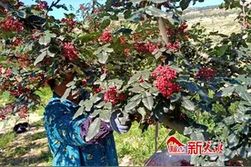 武山县洛门镇：花椒喜丰收 奏响致富“椒”响乐图片