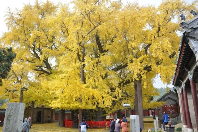 免票、半价！日照新青年音乐节倒计时，景区宠粉福利来啦！