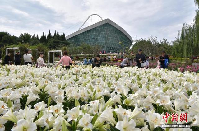 国庆中秋假期里的“花地毯”——石家庄植物园草花扮靓金秋