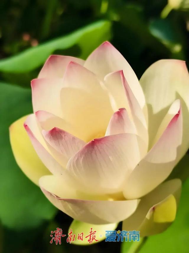 一年四季 泉在济南｜济南第39届荷花艺术节启幕，邀您共赏湖畔荷韵盛宴！