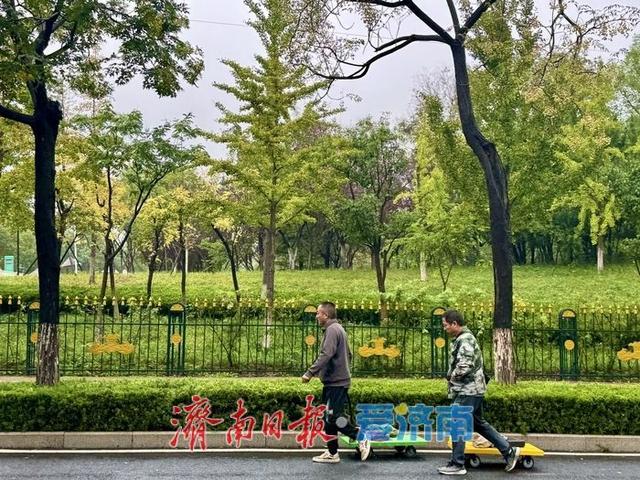 一年四季 泉在济南丨秋雨润奥体 银杏苦楝绘秋景