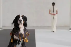 上海最时髦的猫猫狗狗都来“海选”了，一场宠物时尚盛宴将在月底开启图片