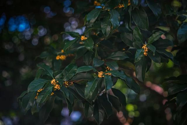 这里的秋，是一场桂花味的江南旧梦