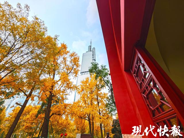 南京这条银杏大道“金色长卷”徐徐展开