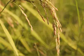 种子出海记图片