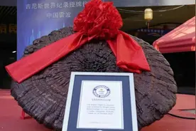 直径1.055米！四川凉山种出世界最大赤灵芝，有人曾出6万元收购图片