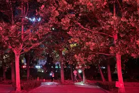 图集｜仲夏夜色抓“猴”记图片