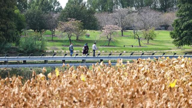 辰山植物园秋意正浓，快去欣赏这份限定秋日画卷