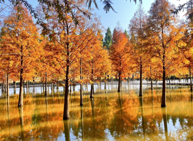 荆州赏秋地图｜不止中心城区！荆州县域秋景图鉴出炉，N个绝美点位等你来打卡！