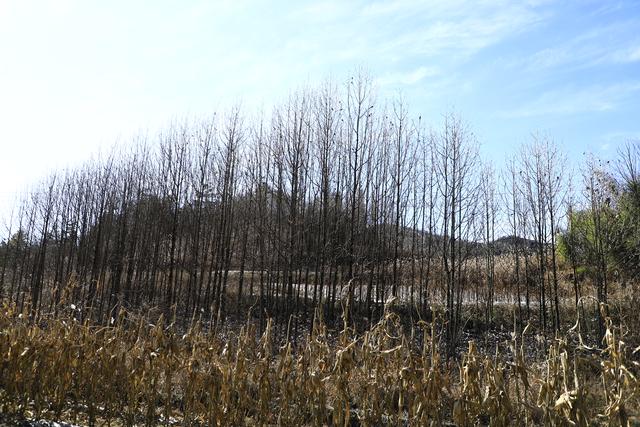 诗画冬日鹤峰：致敬冬日高山树木