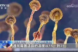 当心隐形致毒“霉菌” 食物出现这些情况千万别吃图片