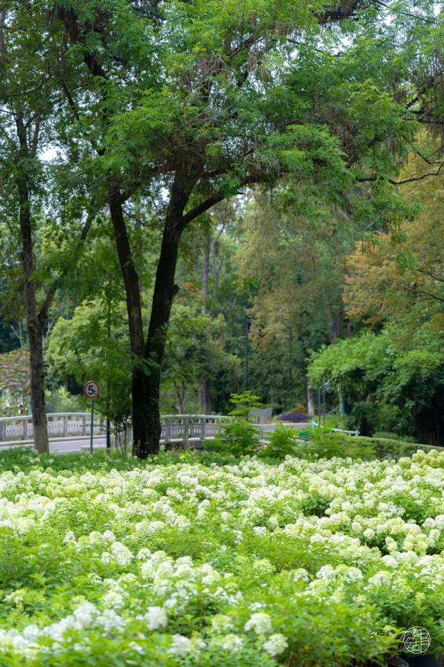 圆锥绣球+硫华菊盛放！植物园双花展上新！