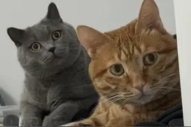 为什么说养猫不养双，要么一只，要么两只以上？原因太真实！图片