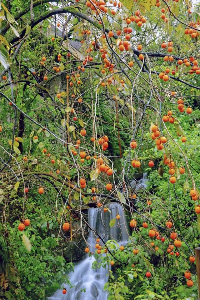 在浙南400年古村里，过一段“可呼吸”的时光