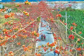 琼岛繁花盛放 邂逅烂漫春光图片
