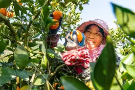 湖北秭归：春日红橙采销忙图片