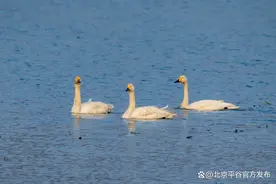 这个春天，漫步泃河与70余种野生鸟类相遇！图片