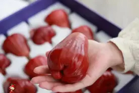 海南鲜品丨海南莲雾：“长在树上的矿泉水”图片