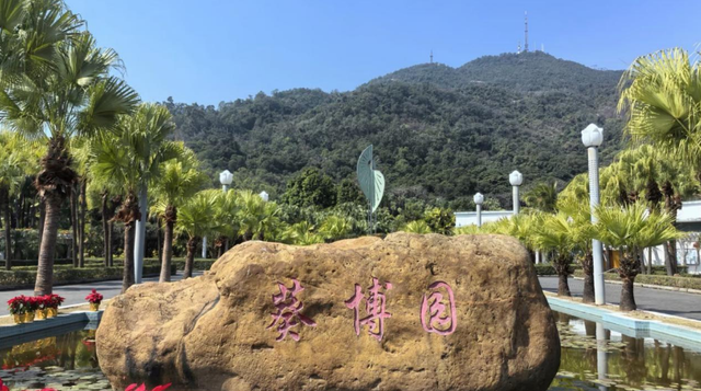 跟着赛事游新会！葵乡专线解锁“赛事+文旅”双重精彩