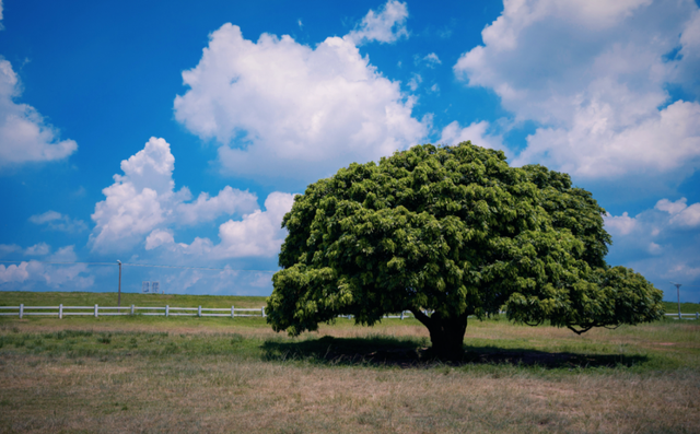 以文旅为线，串起三水“百千万”的诗与远方丨“百千万”三年蝶变