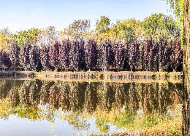 组图丨武威 ：城市公园秋景如画