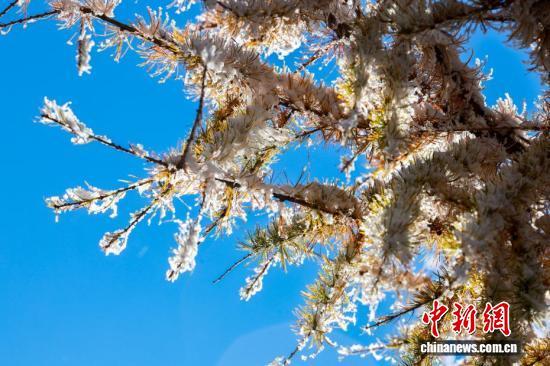一半金黄一半雪白，秋日雾凇上线！
