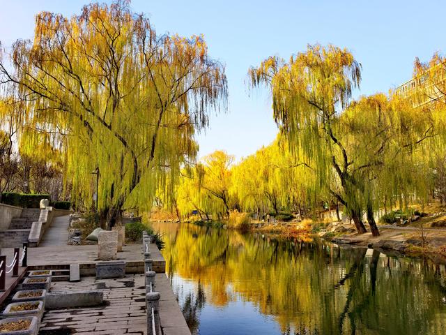 芦苇黄，河水碧，邂逅北京南长河畔的初冬