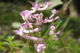 近300位成员的紫堇大家族中，它俩凭什么能脱颖而出？ | 小叶子沪花记图片