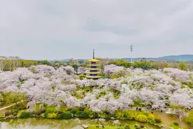 东湖樱花园开园时间，定了！图片