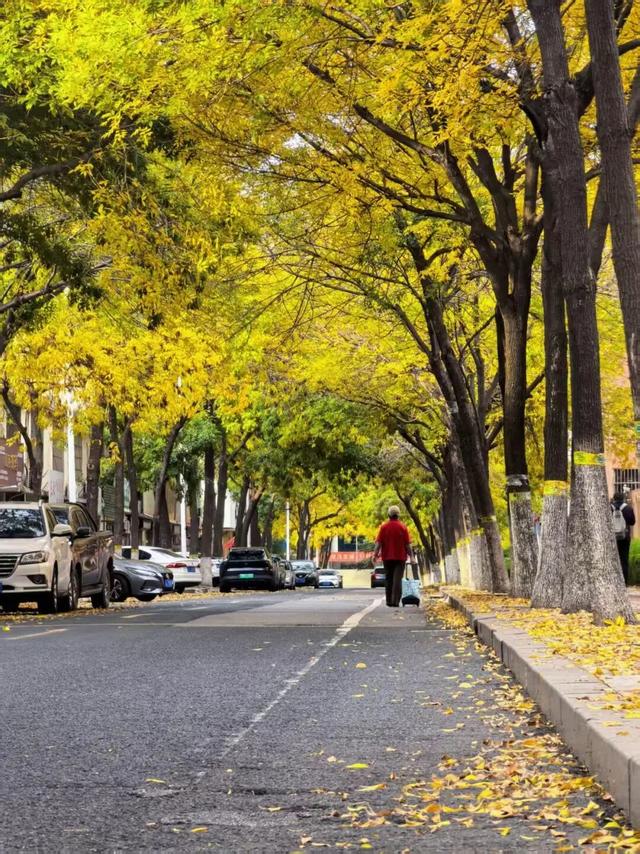 太美了！这里是日照万安路