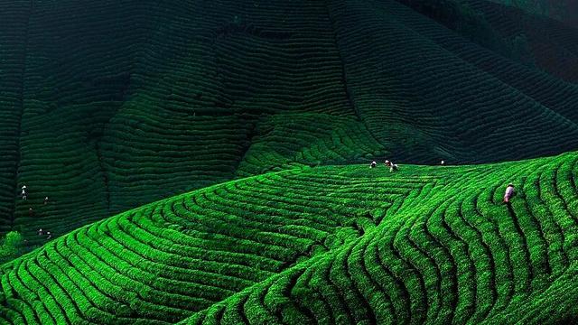 为什么是河南？