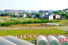 我们村很好玩丨衡阳蒸湘区：从农田到餐桌 快来土桥村体验“20米”的新鲜！图片
