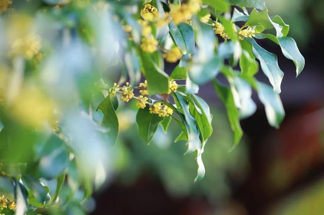 在嘉定街头，邂逅一场「秋日限定」香气